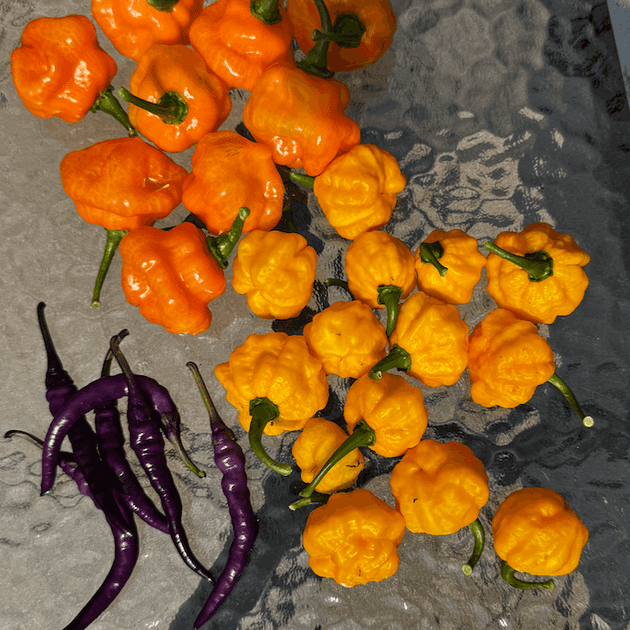 Habaneros, Scotch Bonnets, Buena Mulata