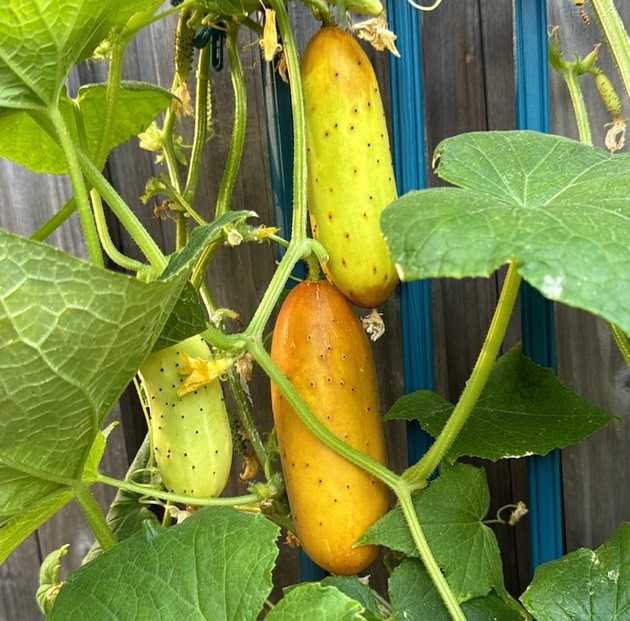 3 Poona Kheeras with one ready to be harvested