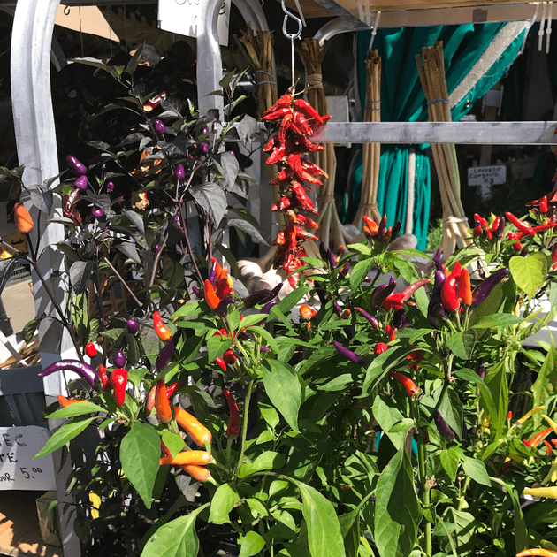 Farmer's Market in Montreal