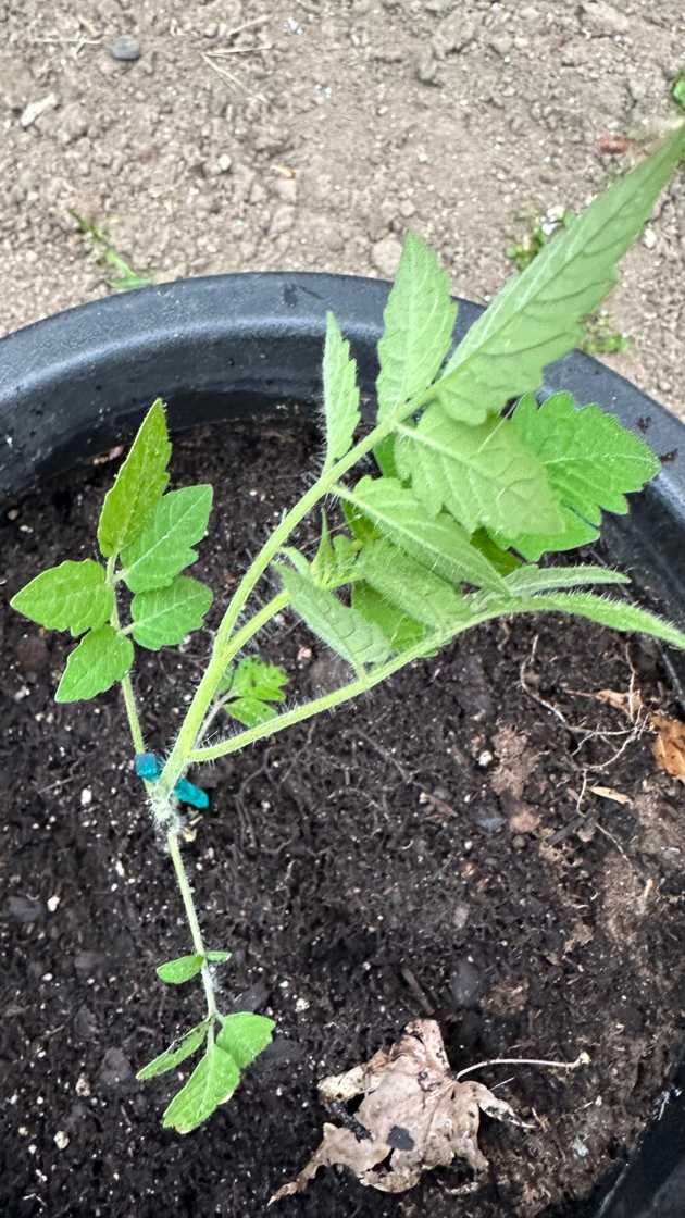 Volunteer tomato plant in the backyard