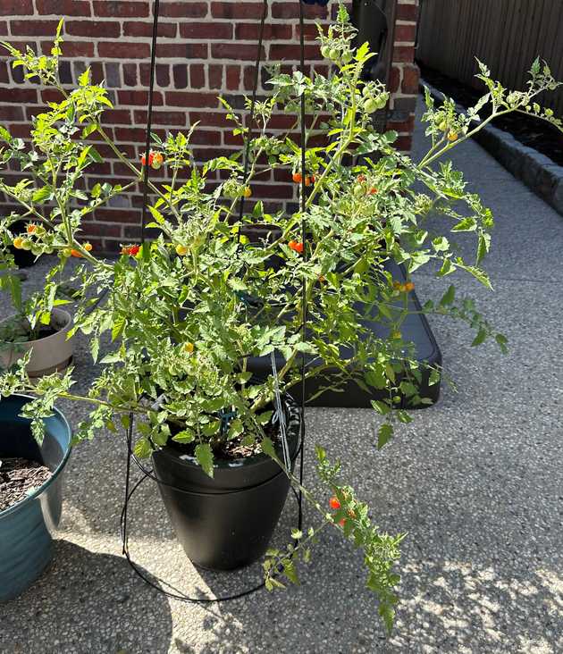 This pot is 100% responsible for me getting into gardening. A couple of volunteer cherry tomato plants that my father had planted the previous year popped up after his passing. I didn't even know what was growing in that pot but within a few weeks, it was flowering. As you can see, I didn't even know how to cage the tomato plant properly.