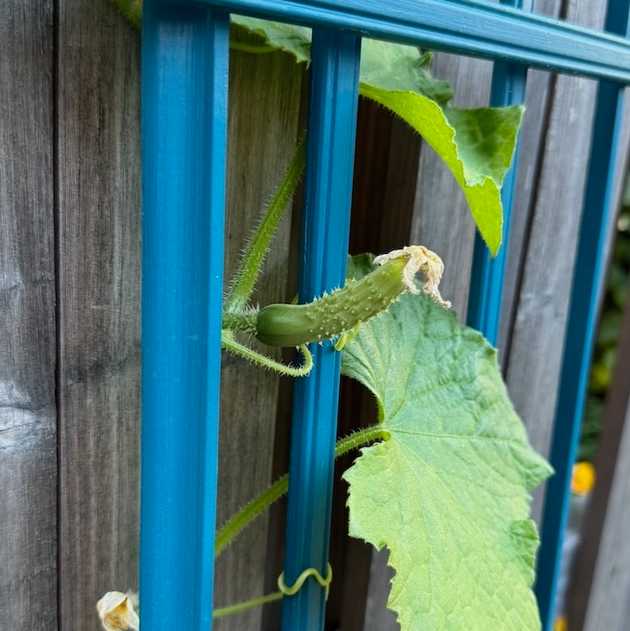 Unripe Marketmore 76 Cucumber